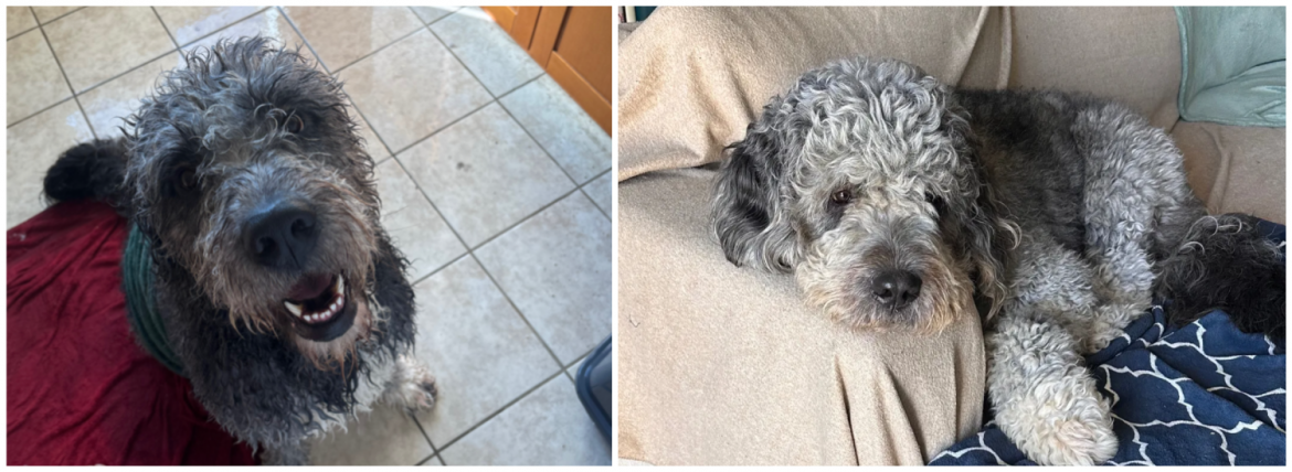 family-dog-jameson’s-death-shows-why-police-response-needs-a-serious-rethink.