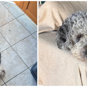 family-dog-jameson’s-death-shows-why-police-response-needs-a-serious-rethink.