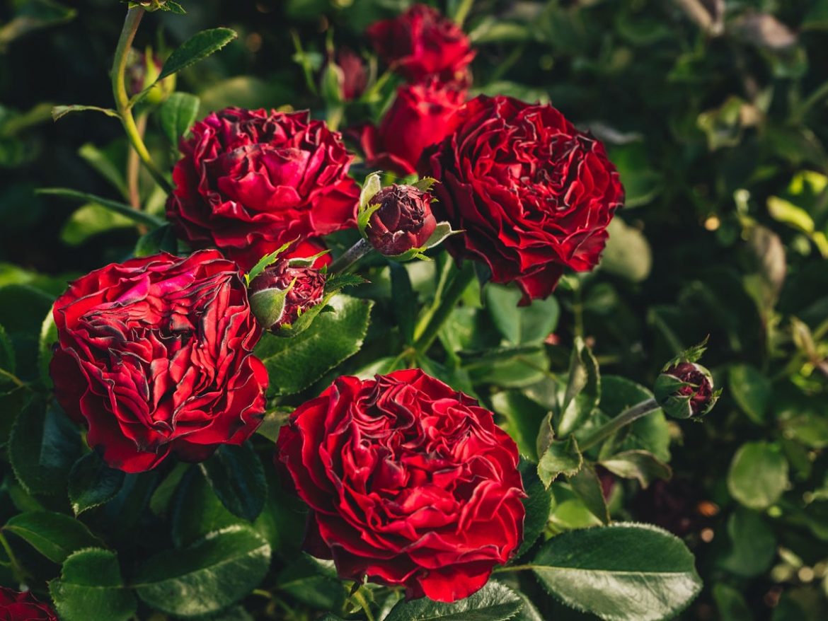 premium-rose-bushes:-why-april-&-ashley-is-the-best-choice.