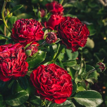 premium-rose-bushes:-why-april-&-ashley-is-the-best-choice.