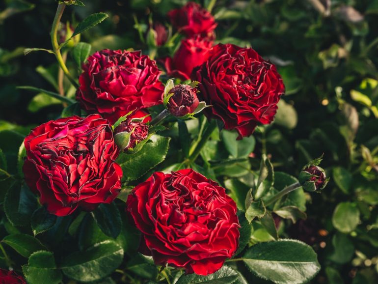 premium-rose-bushes:-why-april-&-ashley-is-the-best-choice.