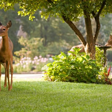 deer-resistant-shrubs-that-enhance-gardens-—-including-do-deer-eat-rhododendrons.